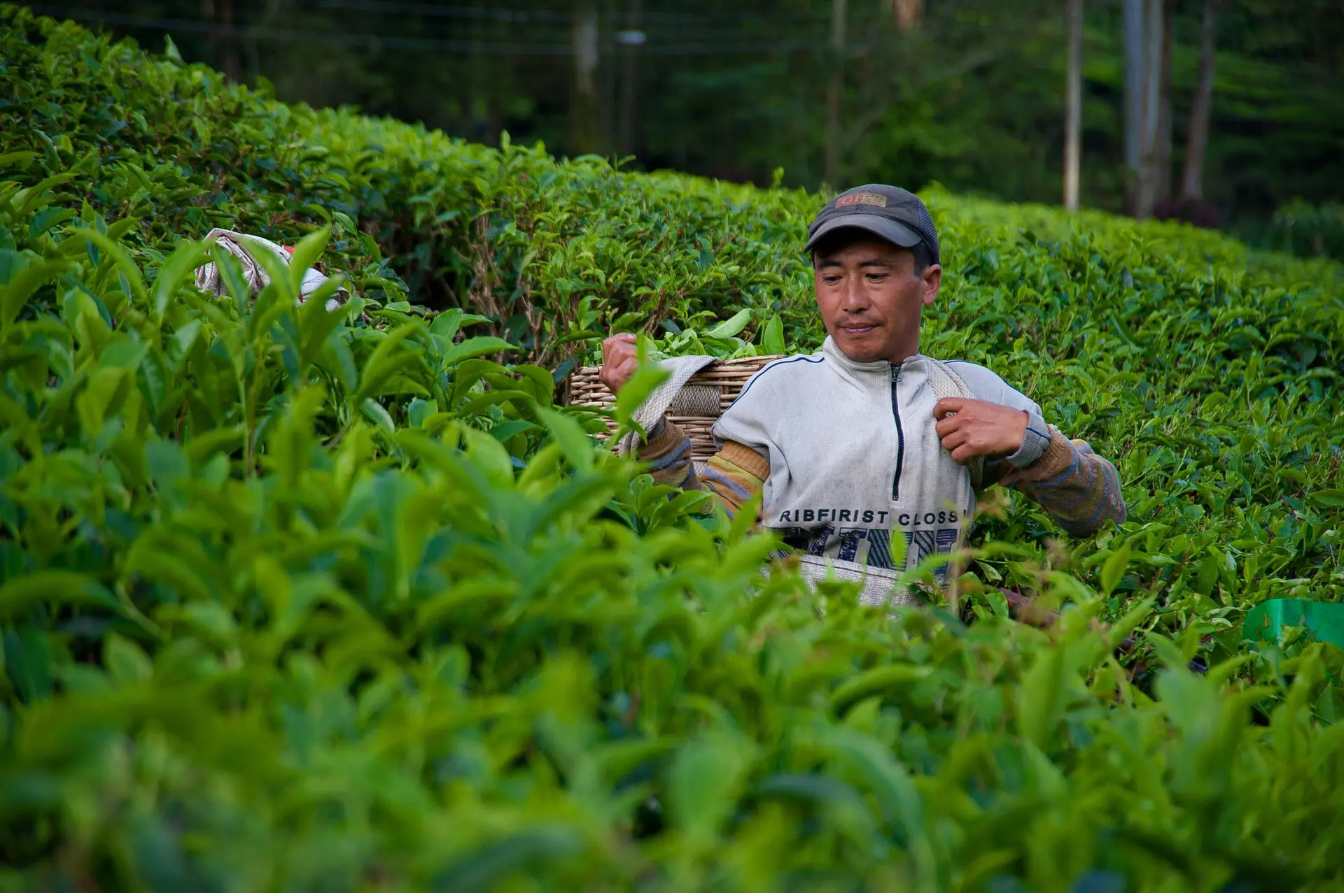 A dedicated farmer picks fresh tea leaves in a vibrant green tea plantation on a sunny day.